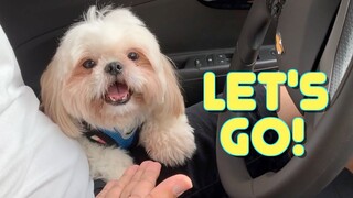 My Dog Goes To The Park ( Cute & Funny Shih Tzu Dog Video)