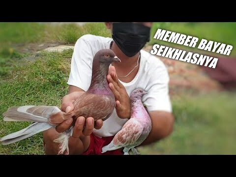 KANDANG AYAM INI ADA MERPATI JUARA NMAX KEBAYUNAN 2017