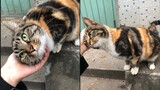 [Kucing] Si Hua, si Kucing Manja yang Memesona!