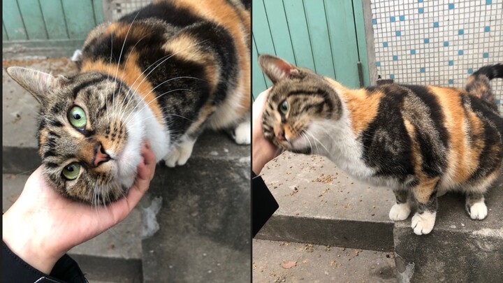 [Cat] Si Hua, The Super Adorable Cat