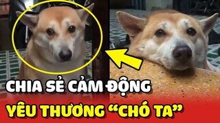 Chia sẻ cảm động SUY NGHĨ về CHÓ CỎ, CHÓ TA ở Việt Nam | Yêu Lu