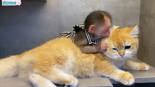 巨猫视角！小猴对猫猫的爱溢出屏幕~