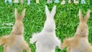 Bunnies dancing