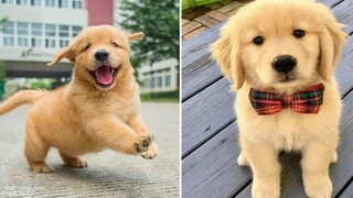 Funniest & Cutest Golden Retriever Puppies 26- Funny Puppy Videos 2020