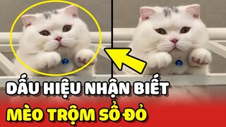 Dấu hiệu để NHẬN BIẾT mèo nhà bạn có phải tên TRỘM không 😂 | Yêu Lu