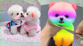 Funny and Cute Dog Pomeranian 😍🐶| Funny Puppy Videos #336