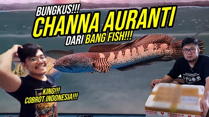 AMBIL CHANNA AURANTI @Bang Fish YANG SUDAH REKONDISI - LANGSUNG FLARING!!!