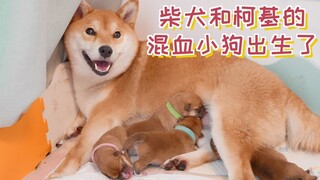 柴犬和柯基的混血小狗出生了，每一只小狗的出生都让我提心吊胆