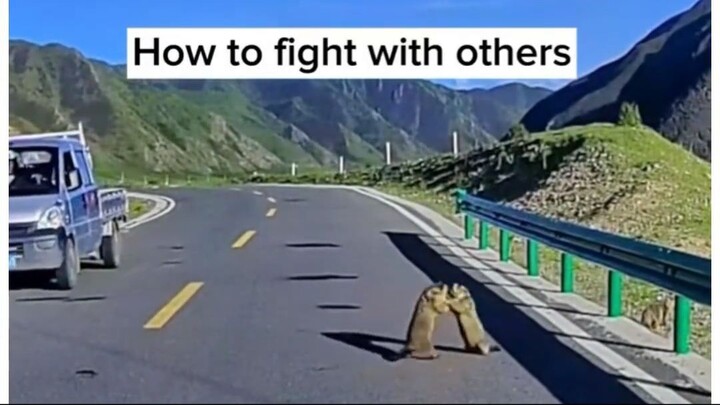 Funny animals fighting 😂🤣 #funnyvideos