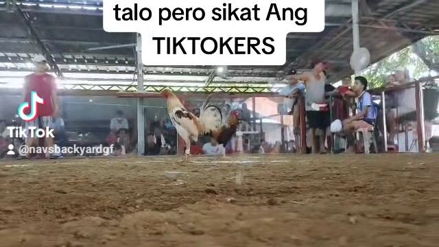 stag vs bullstag,            sikat nga po ba?