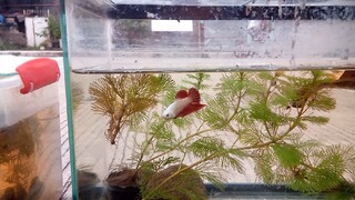 Red Dragon HMPK Betta >u O