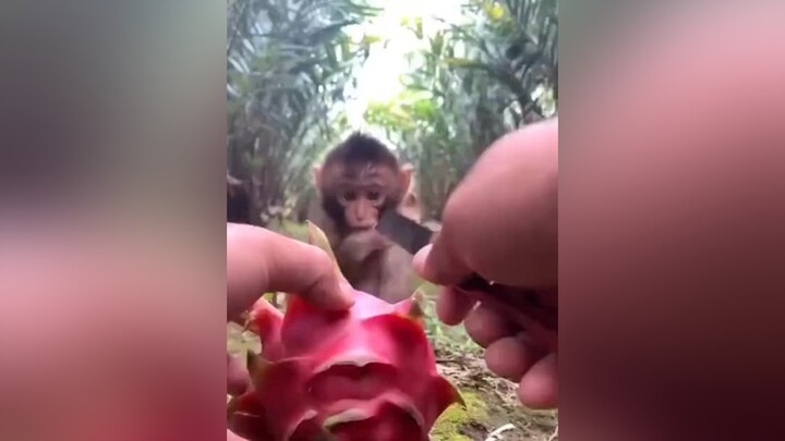 Cắt thanh long cho khỉ con ăn pet cute foryou