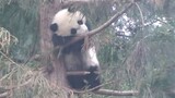 [Animals]Cute moment of panda waiting in the rain