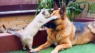 Sweet Moments Between Blondi   a German Shepherd Dog & Blue   a Kitten Will Melt Your Heart ❤️