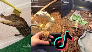 TikTok Reptile Compilation #5