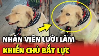 Anh chủ bất lực với nhân viên HAM ĂN LƯỜI LÀM không chịu TIẾP KHÁCH 😂