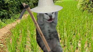 [Cat meme] Mình chơi Stardew Valley vì không có game nên bắt đầu làm farm mãi.