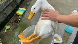 [Animals]A duck who enjoyed a bath and a SPA