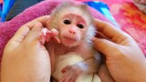 Most Adorable Baby Monkey!! Wow, His reaction is so attractive when Mom tries to talk with Luca