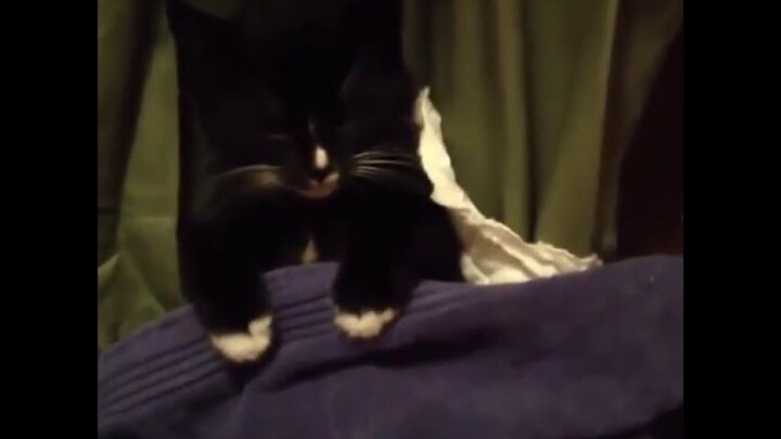 Video Lucu Hewan Edukatif untuk Anak Cara Mengajari Kucing Menghilangkan Stres