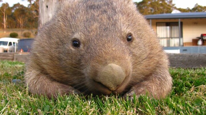 Two Wombat Babies Fighting With Each Other