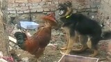 Chú chó bị con gà dọa cho sợ hãi theo nhịp điệu của âm thanh điện tử ~