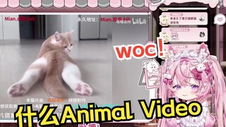 日本粉猫看《猫片》，被各路小烧猫逗得兴奋不已w