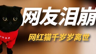 网红猫“千岁岁”离世，坐拥1100万粉丝，靠会“隐身”走红网络！