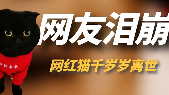 网红猫“千岁岁”离世，坐拥1100万粉丝，靠会“隐身”走红网络！