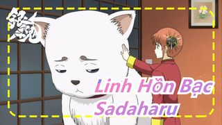 [Linh Hồn Bạc] Kagura|Sadaharu phát hiện vài thứ tuyệt vời khi không ăn được cơm