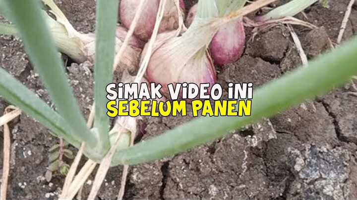 Kapan Panen Bawang Merah Yang Baik