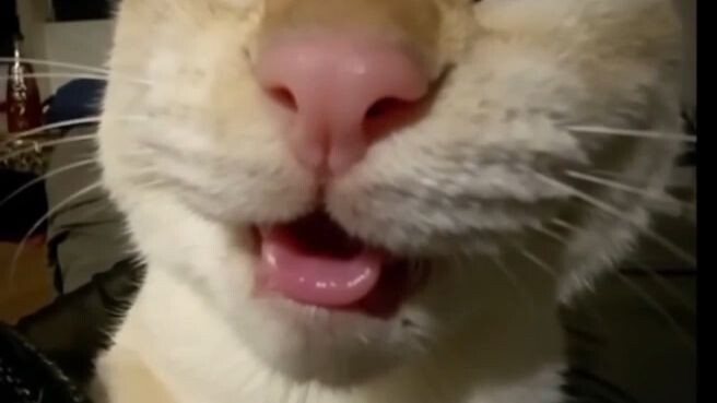 hihihihi