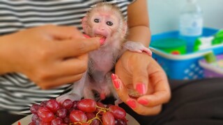 Snack Time!! First time for tiny adorable Luca tries with red grapes in his life