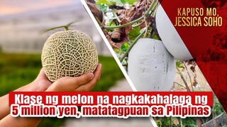 Klase ng melon na nagkakahalaga ng 5 million yen, matatagpuan sa Pilipinas | Kapuso Mo, Jessica Soho