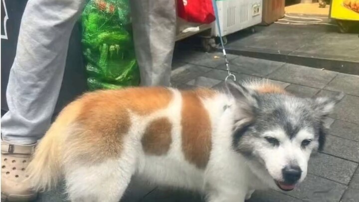 Are there any animals in this world that look like they were photoshopped?