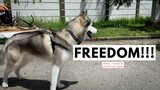 Finally We Can Walk Our Dog! We Are FREEEEE - Sorta