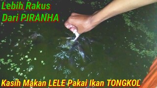 LELE Dikasih Ikan TONGKOL Lebih Rakus Dari PIRANHA