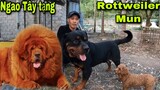 Sự Nguy Hiểm Của Ngao Tây Tạng Khiến Người Lạ Khiếp Sợ. Gặp Lại Rottweiler Mun
