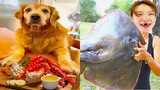 Thú Cưng TV | Gâu Đần và Bà Mẹ #59 | Chó Golden Gâu Đần thông minh vui nhộn | Pets cute smart dog