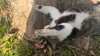 Kucing: Aku dengar kamu berkeliling memberi tahu kucing lain bahwa aku sudah mati?