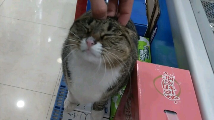 Vuốt ve con mèo trong cửa hàng tạp hóa