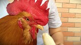 Invite the rooster to eat a banana, it will be delicious