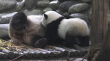 Cara Bayi Panda Minum Susu
