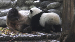 How Baby Pandas Drink Milk