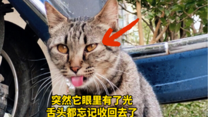 后续来了，我把流浪猫妈妈和它的孩子一锅端了......