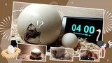 Five Months Later The Ostrich Eggs Successfully Hatch!