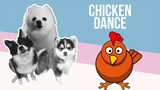 Chicken Dance but it's Doggos and Gabe