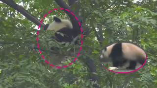 Satu lagi panda yang bisa mengerti dialek Si Chuan.