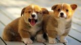 Best Of Cute And Funniest Corgi Puppies Videos Compilation 2016