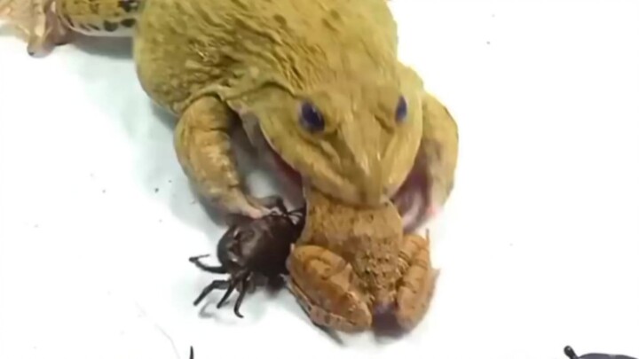 [Hewan Merayap] Proses kodok makan kepiting